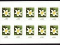 FBL 091 aI Buschwindröschen Enger Markenabstand