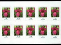 FBL 092 Wild Gladiole