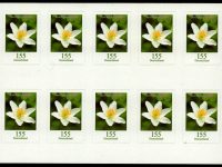 FBL 091 aII Buschwindröschen Weiter Markenabstand